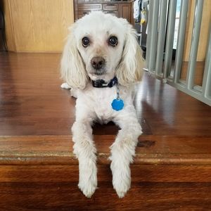 Meet your Posher, Dawn